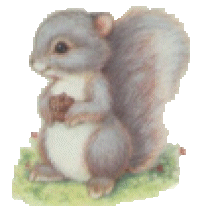 Squirrel graphics