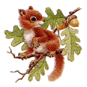 Squirrel graphics