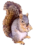 Squirrel