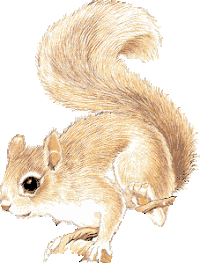 Squirrel graphics