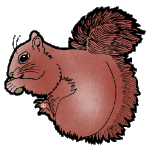 Squirrel graphics