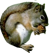 Squirrel graphics