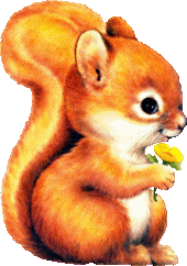 Squirrel graphics