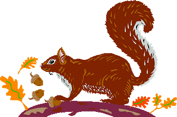 Squirrel graphics