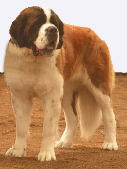 St bernard dog graphics