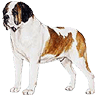 St bernard dog