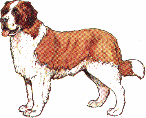 St bernard dogs graphics