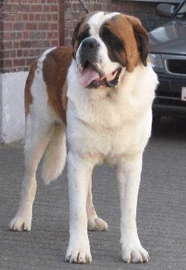 St bernard dogs