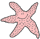 Starfish graphics