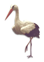 Stork graphics