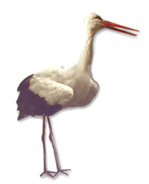 Stork graphics