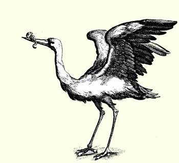 Stork