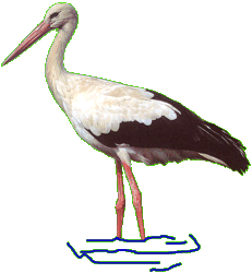 Stork graphics