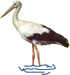 Stork graphics