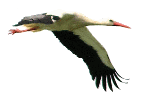 Stork