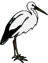 Stork graphics