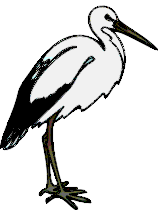 Stork