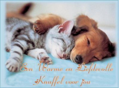 Stuffed toys graphics