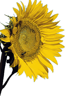 Sunflowers graphics