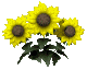 Sunflowers graphics