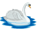 Swans