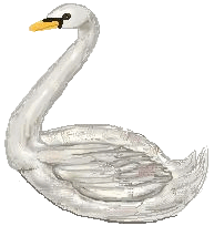 Swans