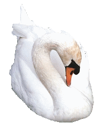 Swans