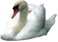 Swans graphics