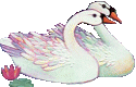 Swans graphics