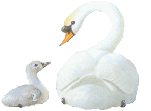 Swans