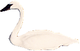 Swans