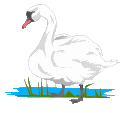 Swans