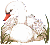 Swans