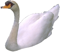 Swans