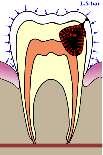 Teeth