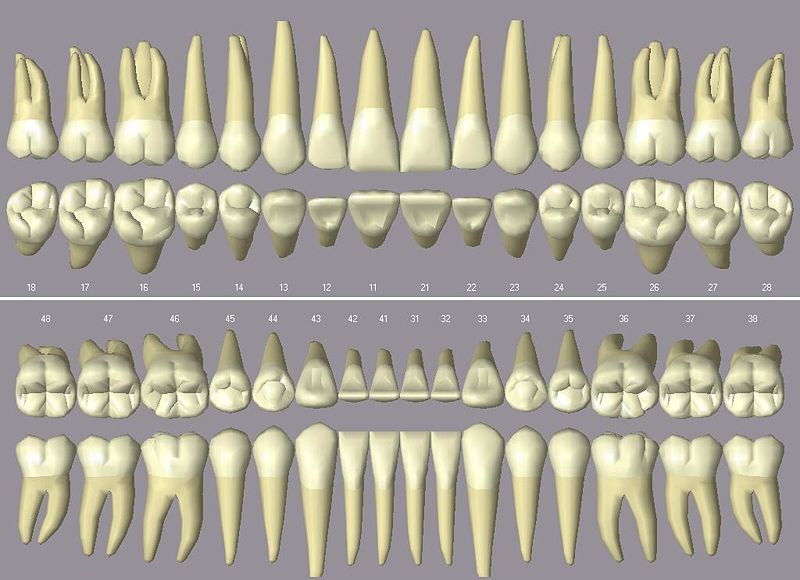 Teeth graphics