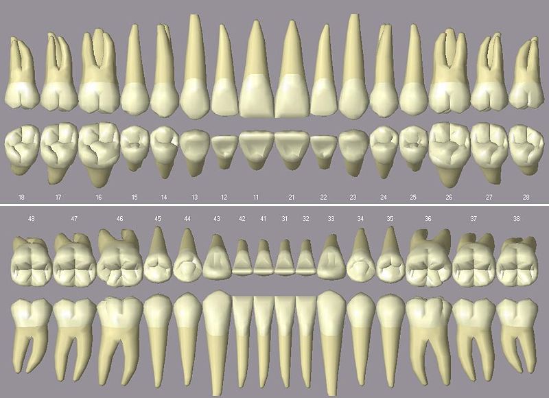 Teeth graphics