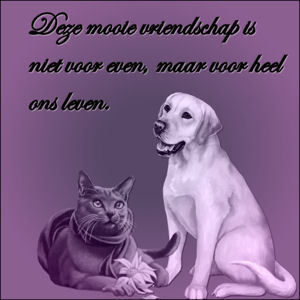 Text animations graphics