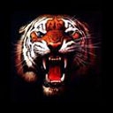 Tigers graphics