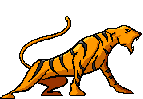 Tigers graphics