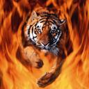 Tigers graphics