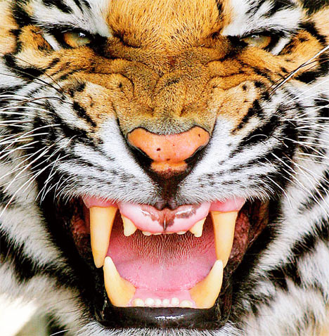 Tigers graphics