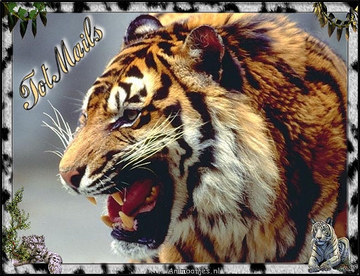 Tigers graphics