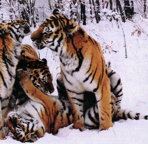 Tigers