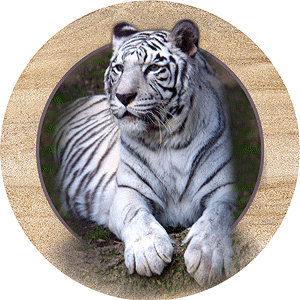 Tigers graphics