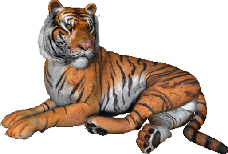 Tigers