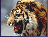 Tigers