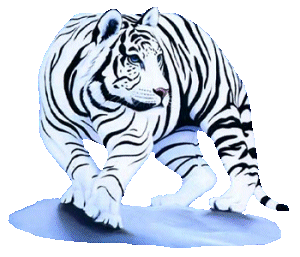 Tigers graphics