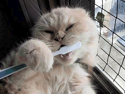 Tooth brushing
