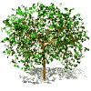 Trees graphics